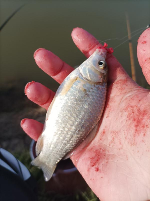 5米寬的河溝頻率逐漸加快，魚口竟然如此暴躁