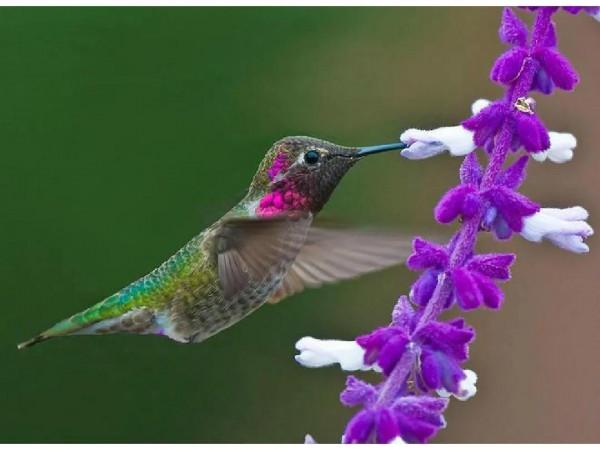 分享圖片——最美的鳥語花香集錦