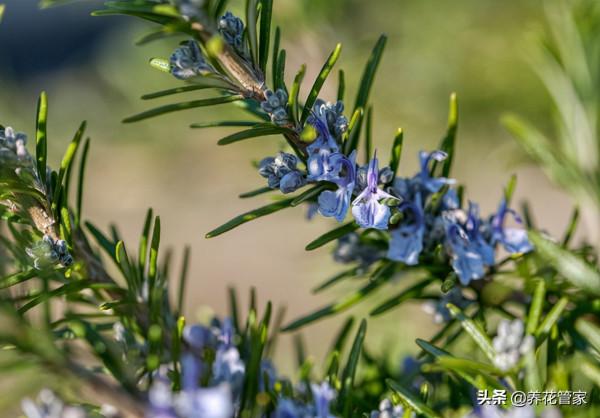 八大養花栽培基質，你喜歡哪一個？