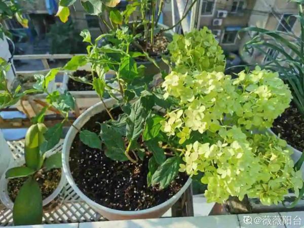 10種花不怕冷,先別搬進屋,放外面凍一凍,開花更旺 10種花不怕冷,先別搬進屋,放外面凍一凍,開花更旺