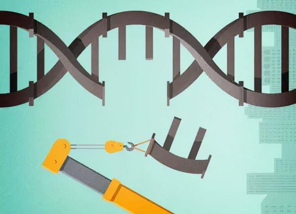乙肝新技術應用及侷限性,簡介設計核酸酶,ZF或TALEN作用機理 乙肝新技術應用及侷限性,簡介設計核酸酶,ZF或TALEN作用機理