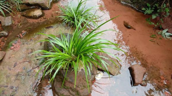 長在石頭上的草,石菖蒲煮水泡腳,鎮靜安神睡好覺 長在石頭上的草,石菖蒲煮水泡腳,鎮靜安神睡好覺