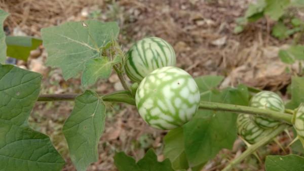 刺天茄農民見到就鋤除，用根煮水泡腳散瘀消腫，果子卻不能吃