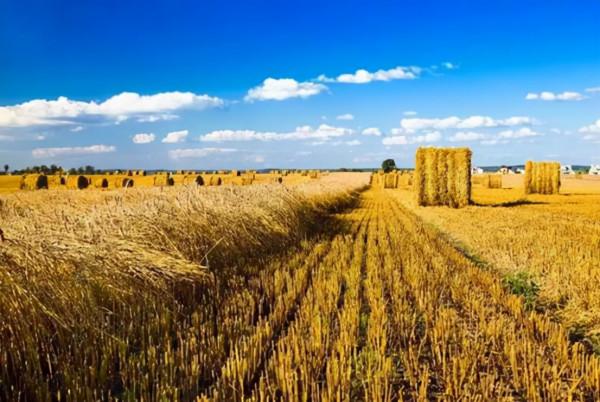 法國糧食自給率全球第一,美國排名第五,中國為啥不在榜單裡? 法國糧食自給率全球第一,美國排名第五,中國為啥不在榜單裡?