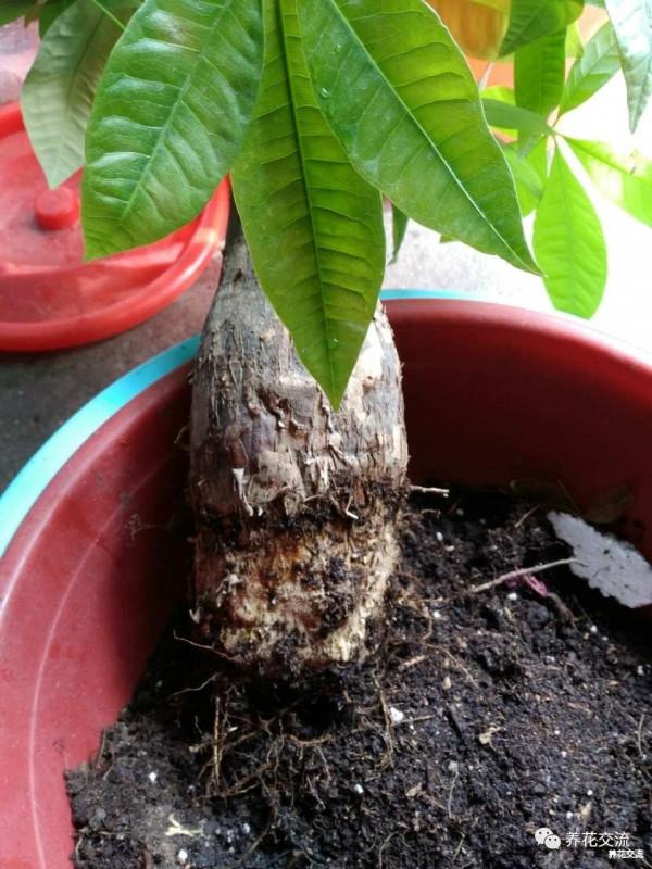 天氣冷氣溫低,這9種花要“幹養”,少澆水才不易受凍和爛根 天氣冷氣溫低,這9種花要“幹養”,少澆水才不易受凍和爛根