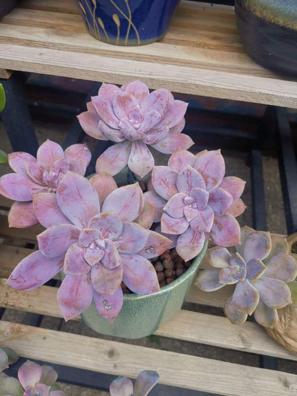 秋天養6種多肉,不愁養護,還特別容易爆盆 秋天養6種多肉,不愁養護,還特別容易爆盆