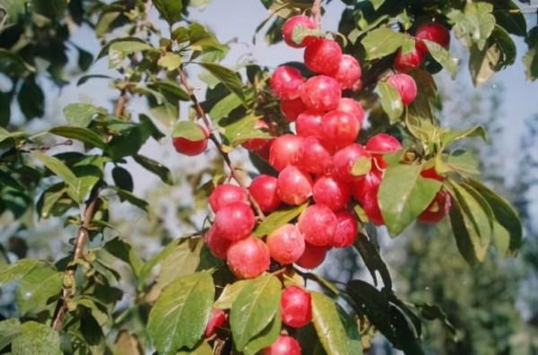 神奇水果——植物非試管高效快繁櫻桃李 神奇水果——植物非試管高效快繁櫻桃李