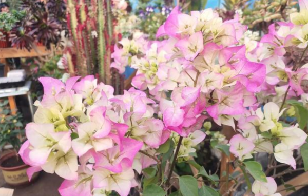 天冷抓緊時間趕製這3樣養花肥,正好臭味小,方便來年開春用 天冷抓緊時間趕製這3樣養花肥,正好臭味小,方便來年開春用