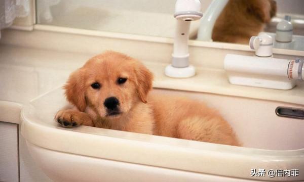 貓屎臭還是狗屎臭?這是一個很艱難的問題 貓屎臭還是狗屎臭?這是一個很艱難的問題