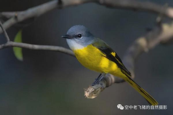 府山的彩色“小辣椒”