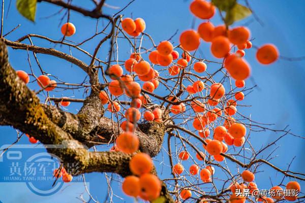 廣東客家人最多的縣,戶籍人口1524184人,山水如畫故鄉柿子味美 廣東客家人最多的縣,戶籍人口1524184人,山水如畫故鄉柿子味美