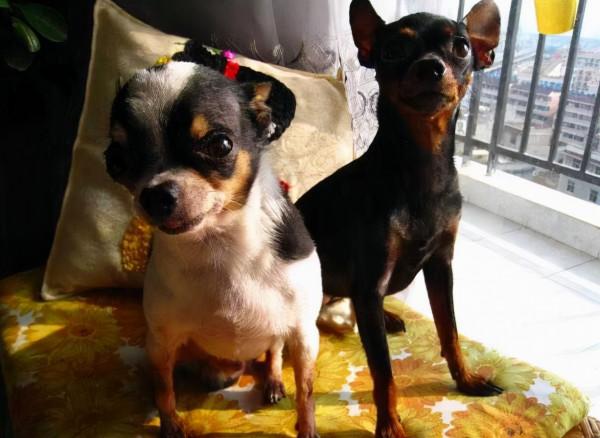 狗界“雙胞胎”:同框合影,傻傻分不清楚 狗界“雙胞胎”:同框合影,傻傻分不清楚