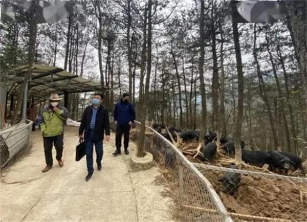 59歲男子做過縣長、報社老總，突然辭職養豬：痛哭過，但絕不後悔