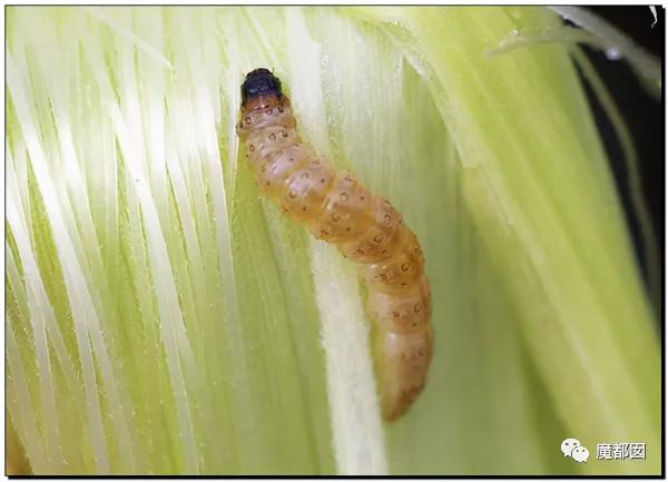 崩塌吐了！麥當勞餐盤不洗、食材過期、奶漿漏3天還繼續用