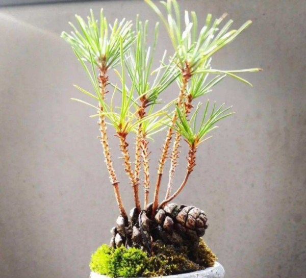 松塔長成“大樹”盆景的注意事項