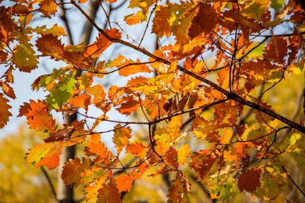 在北京過個秋天，立刻退掉了去騰衝的機票