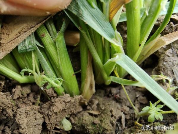 小麥三遍藥，第一遍藥，年後什麼時間打效果最好