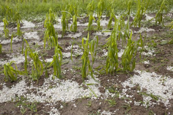 天氣預報：秋分這一天是晴天好還是雨天好？農諺俗語來預兆