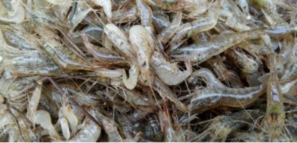 瞭解鯿魚的習性，老大爺說這是他野釣鯿魚爆護的關鍵