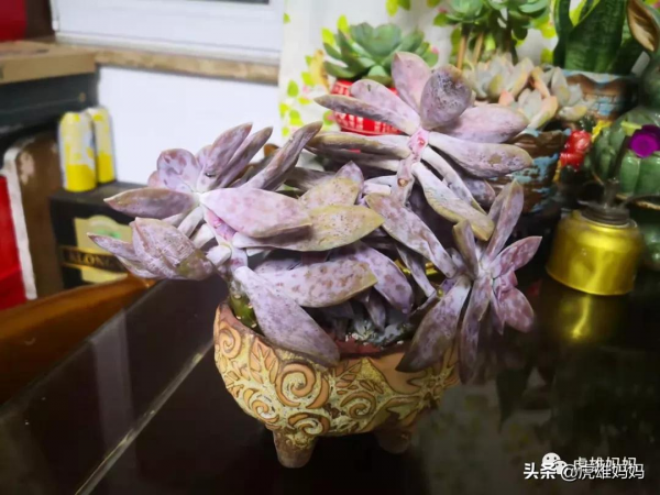 我家雙十一入項的多肉鮮花留影檔案記錄（三）