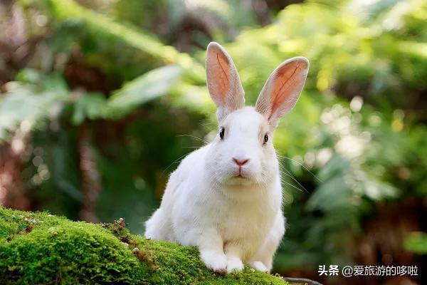 原來廣島這麼好玩!一份攻略、十個景點讓你的旅行與眾不同 原來廣島這麼好玩!一份攻略、十個景點讓你的旅行與眾不同