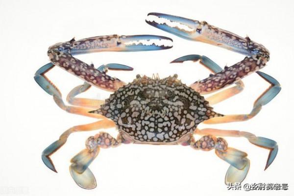 有誰能想到,野釣還能把它釣上來 有誰能想到,野釣還能把它釣上來