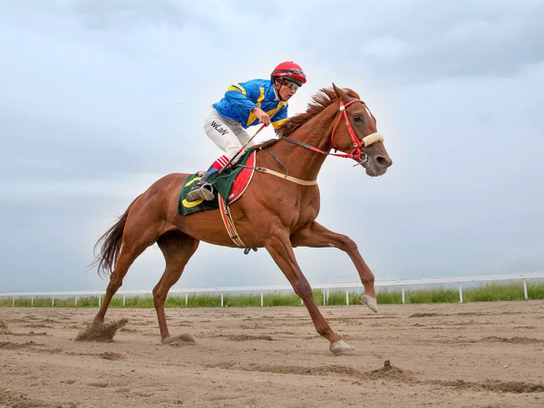 美麗新疆——伊犁馬