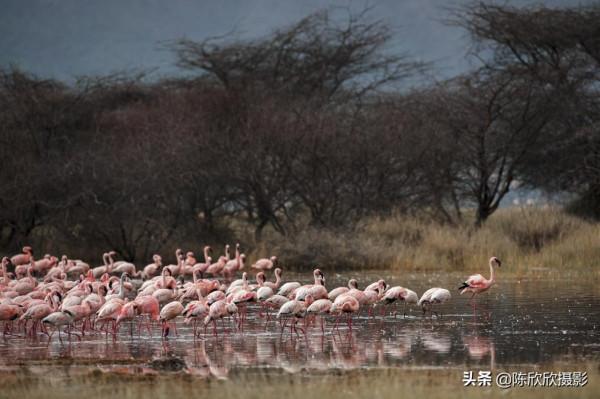 火烈鳥的天堂-博戈里亞湖