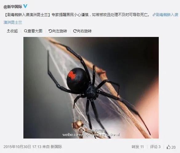 你可能對“黑寡婦”一無所知