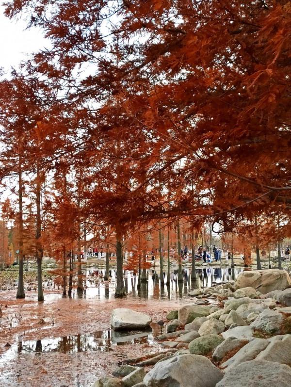 波光瀲灩水杉紅，層林盡染如畫中（之二十二）