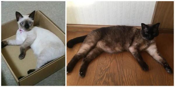 養暹羅就像在拆盲盒，拆著拆著…意外就發生了