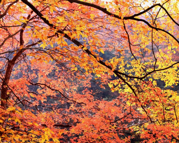 紅葉最佳觀賞期！這些地方全都美成了仙境，趕緊出發
