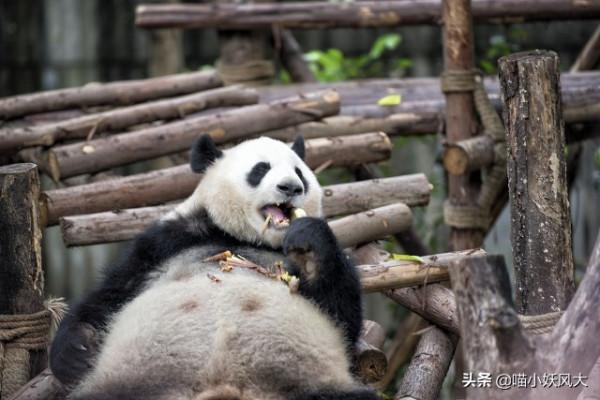 大熊貓繁殖有多難？300餘隻雄性熊貓，僅有12只是“真男人”