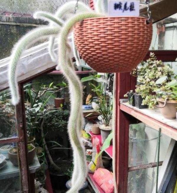 有趣的綠植，像是長了滿盆小動物，超可愛