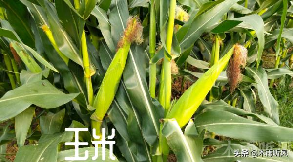 玉米要想穗大結籽多，抽穗期最好做好這四點，才更有利於高產