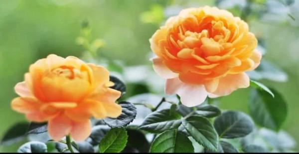 它的分枝性好花期長、花大、勤花，帶有淡淡的香味