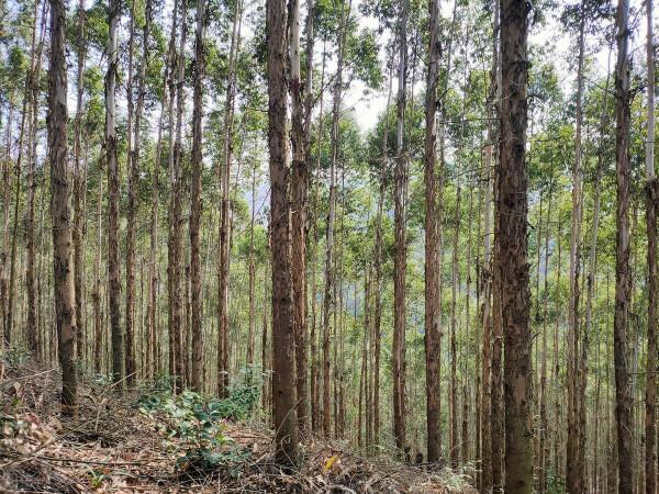 遍地桉樹惹爭議，廣西為何不“換掉桉樹”？