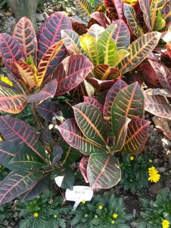 5種常見植物，汁液都有毒，養在家裡少動它