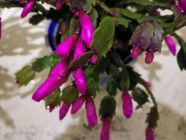 蟹爪蘭花開同樣值得讚美