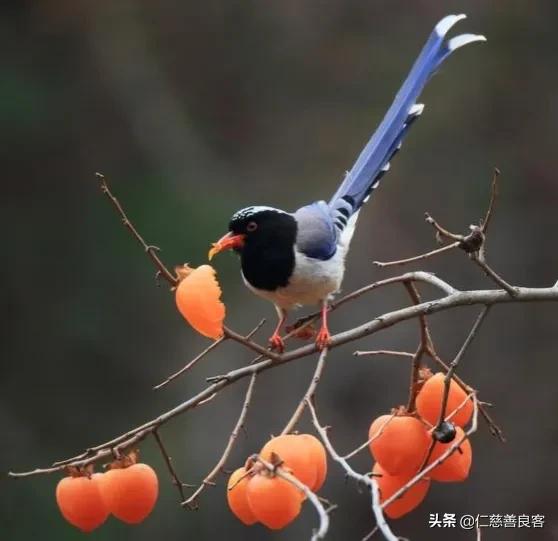 青鳥究竟是一種怎樣的鳥？除了給西王母送信，它的文化內涵是什麼