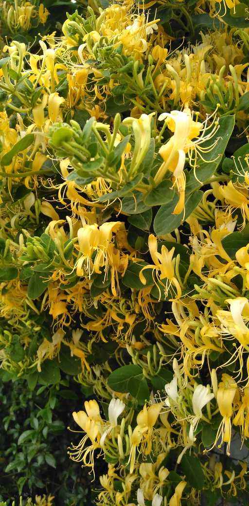 8種“安全花”，家裡有老人孩子孕婦都能養，反而清新養人