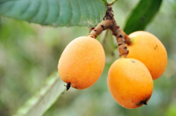 上火咋辦？這10種水果被稱為“天然罐頭”，營養價值極高