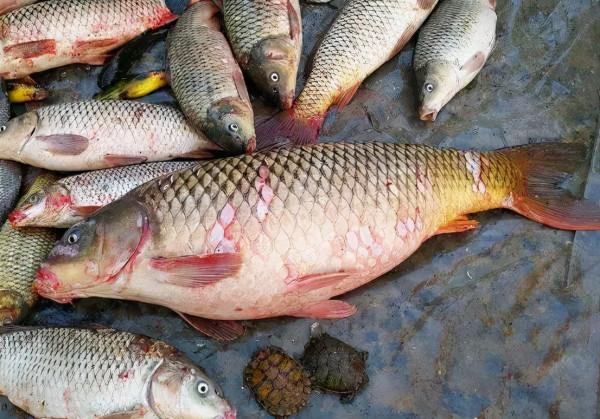 含“寄生蟲”最多的3種魚，沒營養還貴，老闆自己從不吃