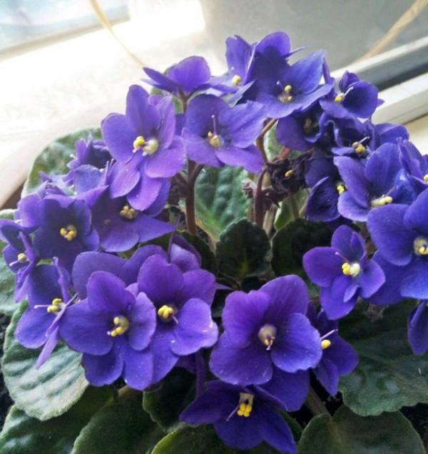 “100種花”適合養在陽臺上，一個比一個好看，還很好養護