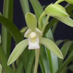 分享一組清新素雅的蘭花