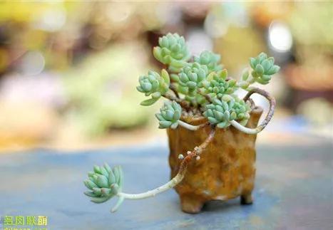 多肉的世界,簡單執著,看看你都見過哪些 多肉的世界,簡單執著,看看你都見過哪些