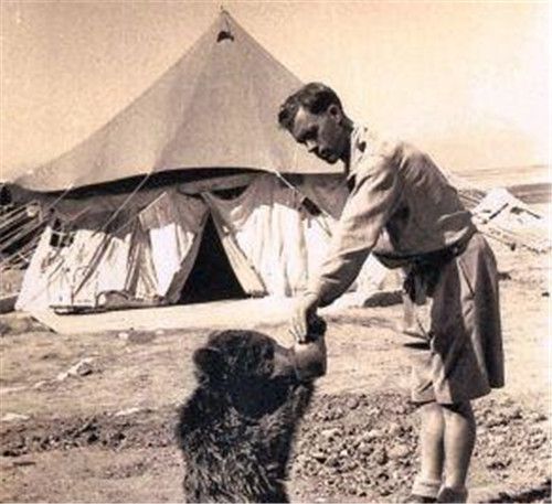 除了警犬，你知道棕熊和貓，也曾是戰場上的一員嗎？