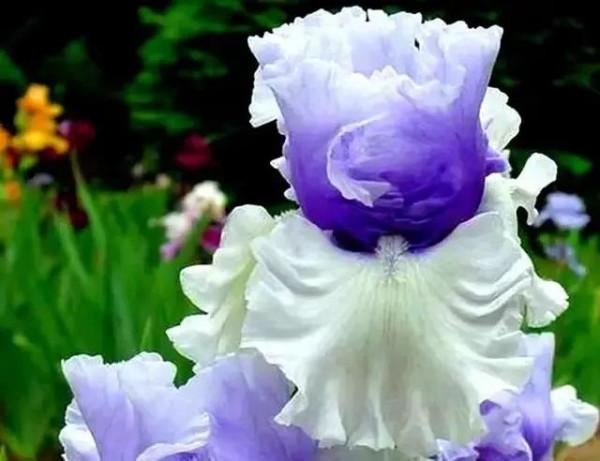 世界金獎醉美的花卉