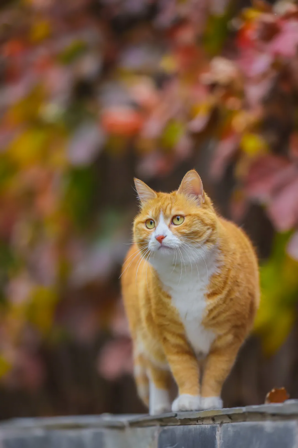 聽說我沒有脖子? 聽說我沒有脖子?