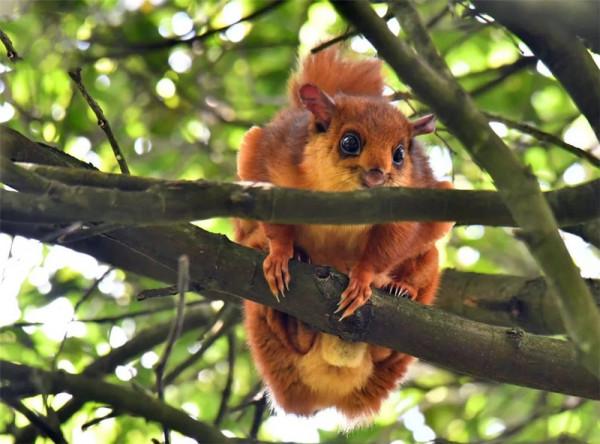福建天寶巖發現飛虎，長得像樹狗，住20米高的樹洞，可滑翔60米遠